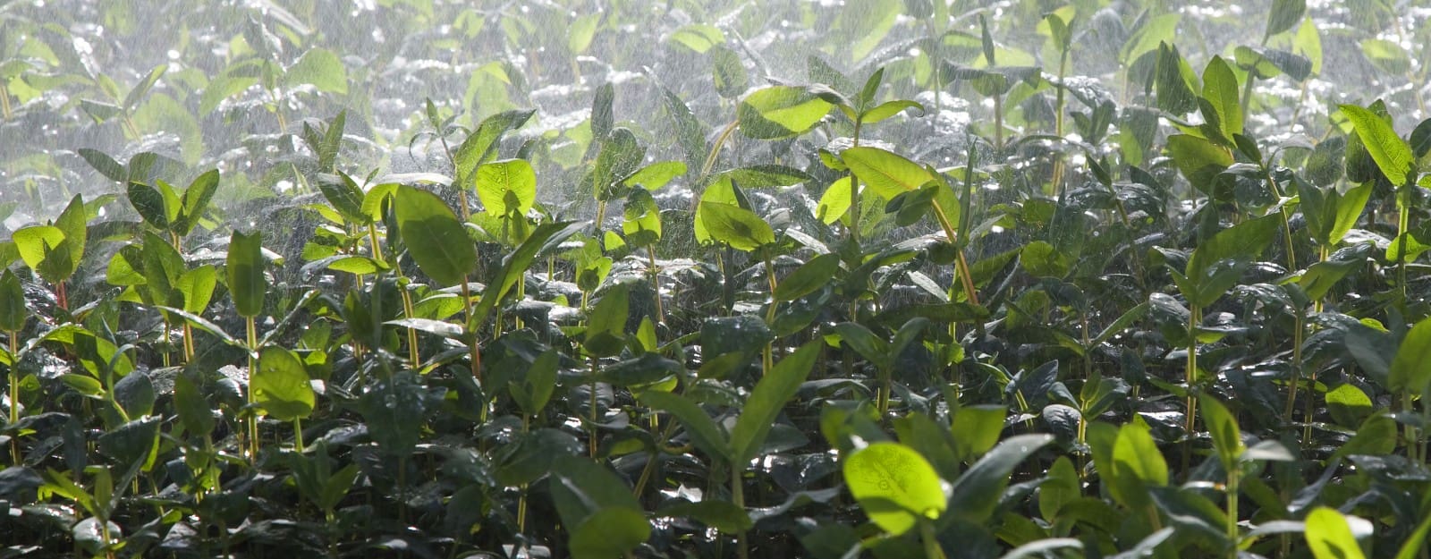 Outdoor plants and greenery in the rain, representing the concept of business growth